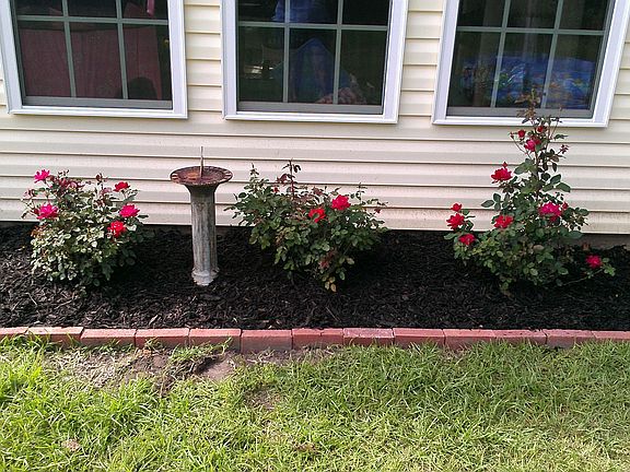 Double knock-out roses