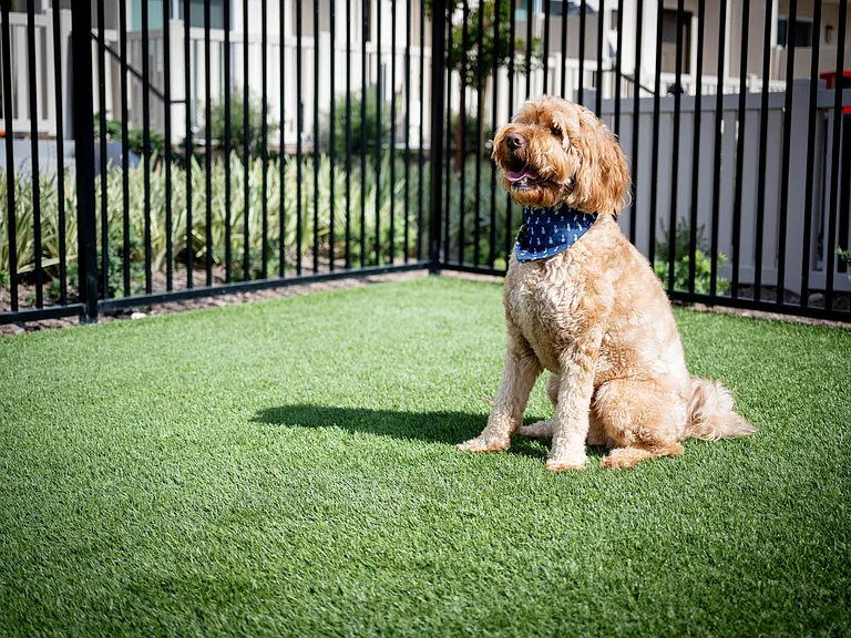 Pet Park at Enclave Heritage Flats in Otay Ranch