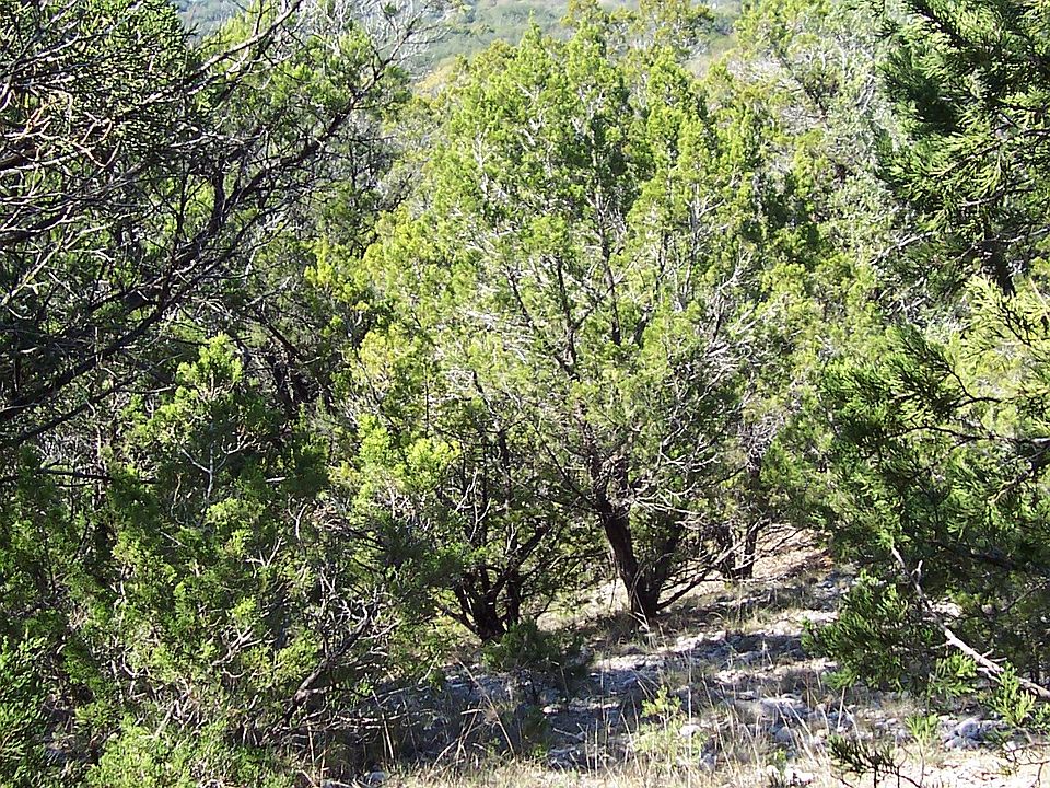 1st image of 18634 Lookout Mountain Trl