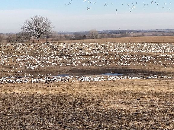 Geese