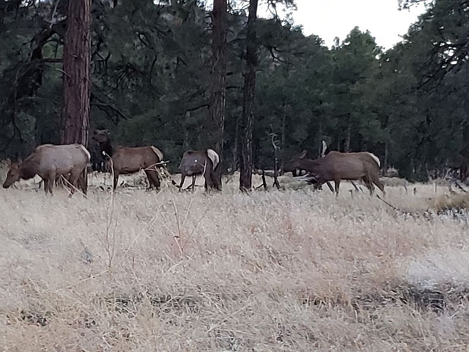 Elk...a common site