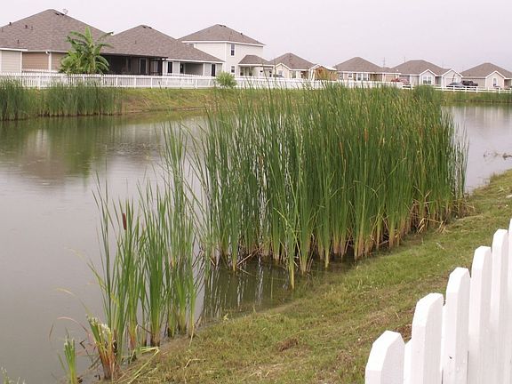 Back yard borders with a pond
