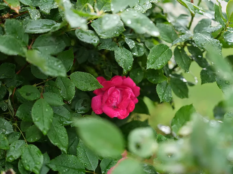 Roses