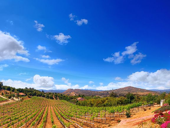 Villa Vineyard