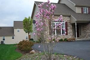 Professional landscaping