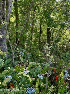 1265 Jackson Dr, Madisonville, TN, 37354