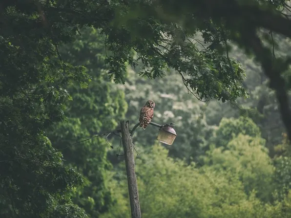 County Road 172 Rd, Bogard, MO 64622