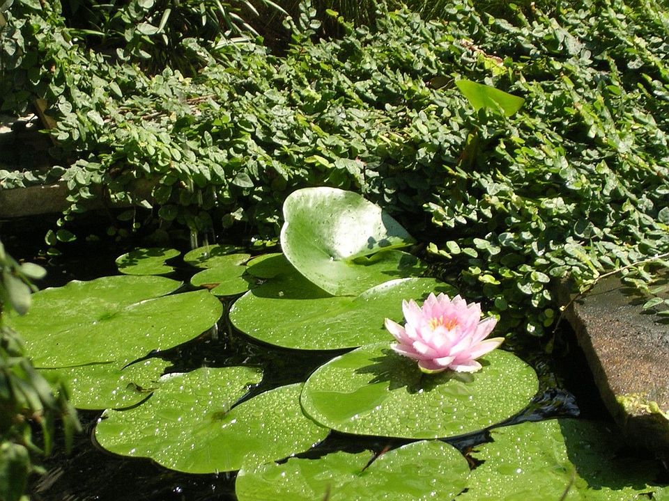 Water Feature leading to front door