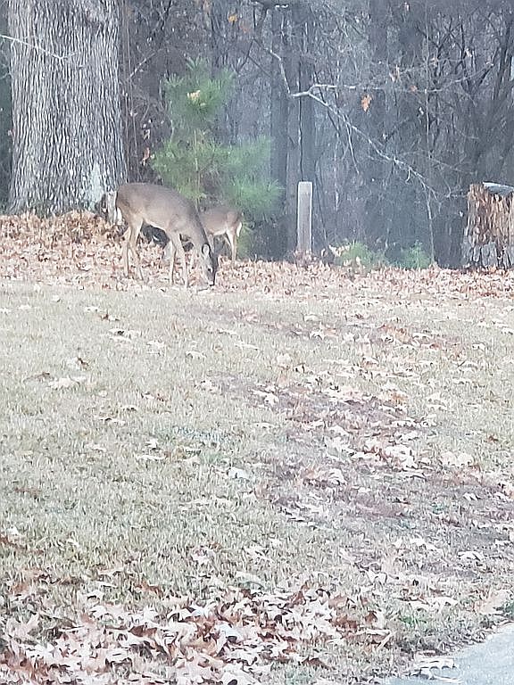 1316 Buffaloe Rd, Garner, NC 27529 Zillow