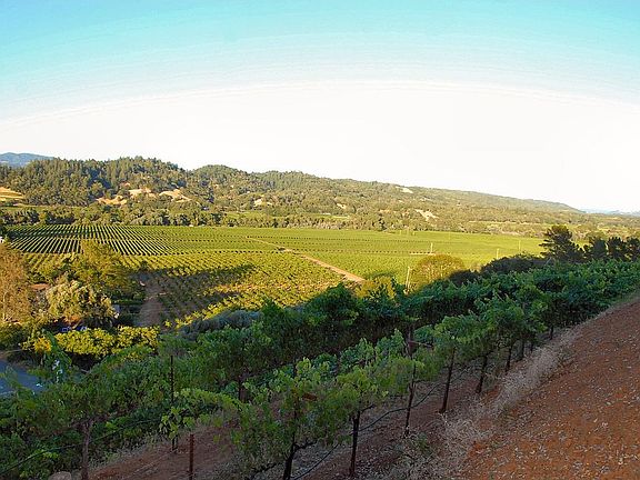 View SE above neighbor vines