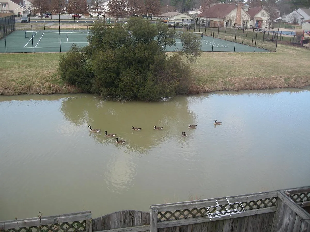 3 bed, 2.5 bath, 1528 sqft, $2,050 — Photo 4