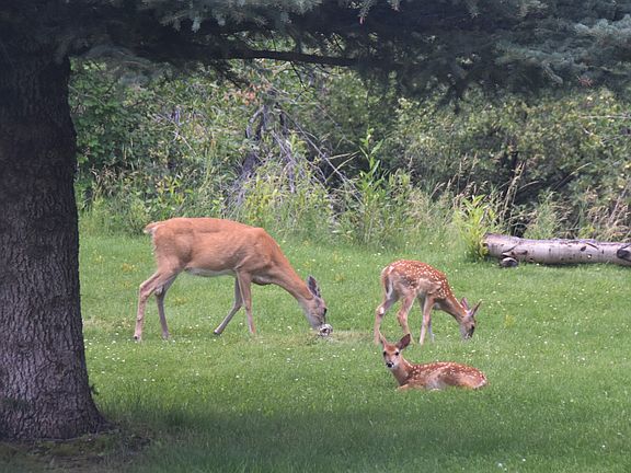 Babies w/ Mom in backyard