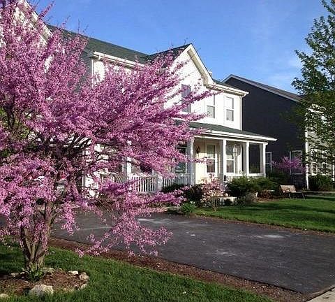 Redbud offers a bouquet of blooms in the spring!!