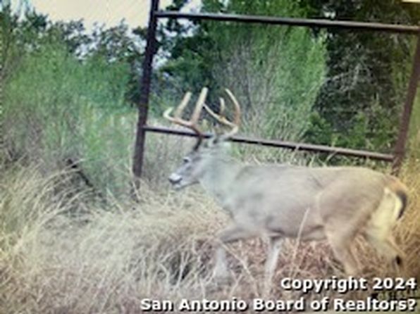 1100 Baptist Lane, Tarpley, TX 78883