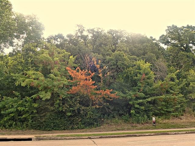 2nd image of 2407 Perkins Rd
