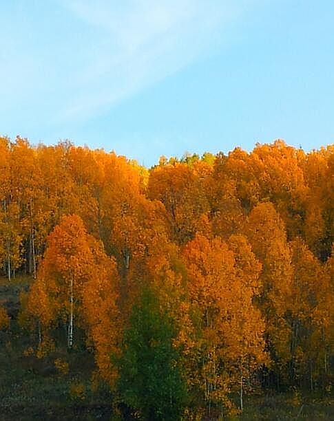 Fall colors