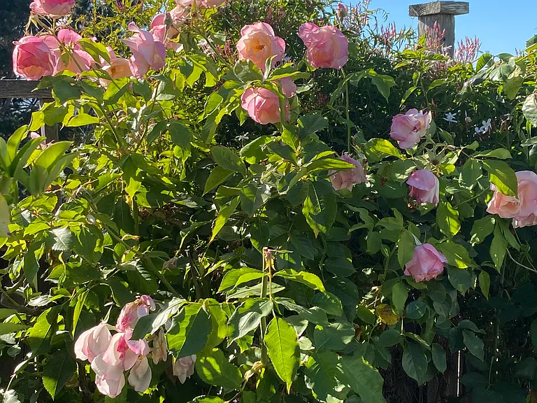 Everything's Coming Up Roses