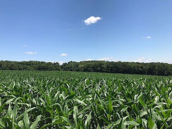 View north, great cropland