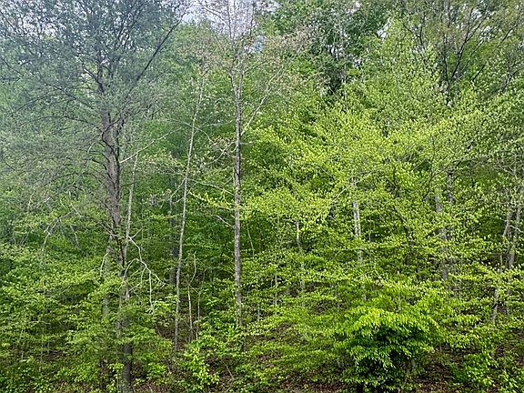 5th image of 0 Kentucky Trail Haines Rd