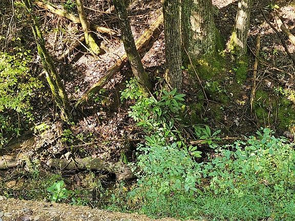 4th image of 2 Cove Mountain Ln Lot 2