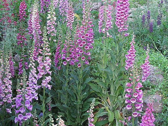 Backyard Garden