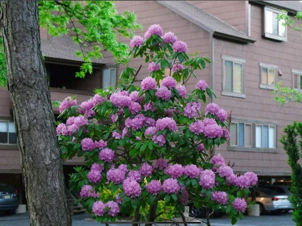 530 Teal Plaza image 21 of 30