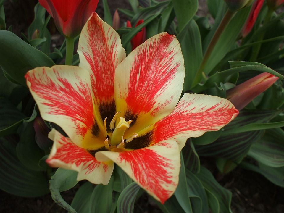 These flowers are in our flower beds in the front of the house.
