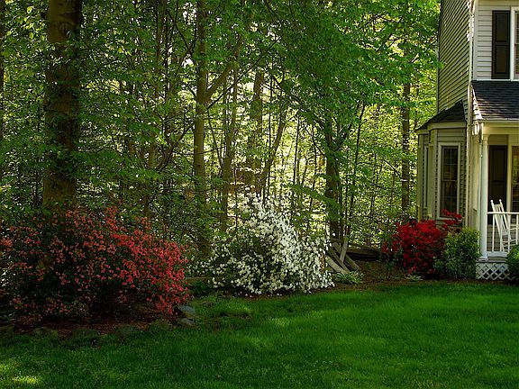 Spring Azaleas :-)