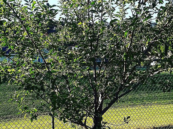 Fuji Apple tree