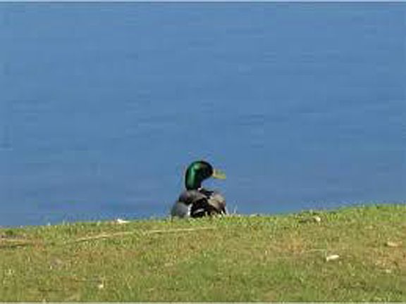 duck