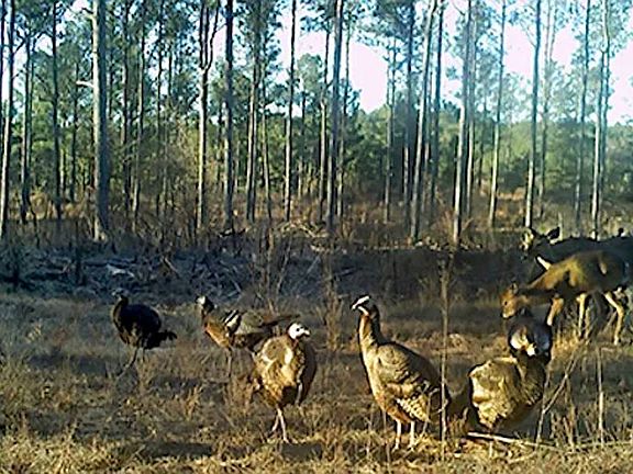 5th image of TRACT Two N 4225 Rd