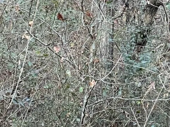 0 Hidden Ridge Loop #28, Dunlap, TN 37327