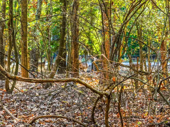 LOT 17 Sweet Gum, Mount Vernon, TX 75457