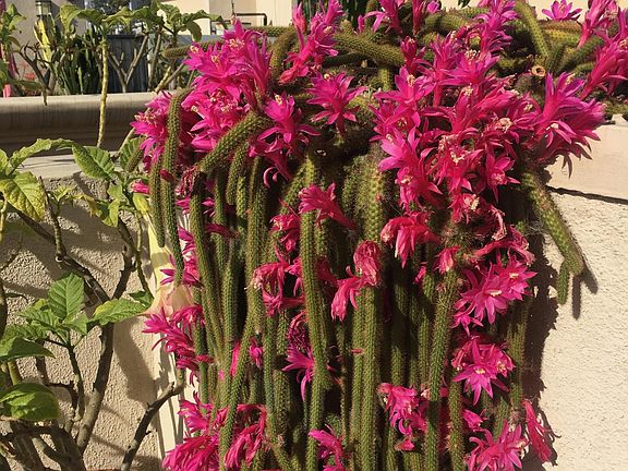 Common area rooftop garden