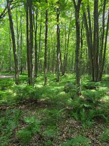 10555 Easement Rd, Tipler, WI, 54542