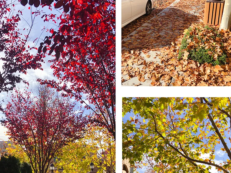 The community glows with rich fall colors
