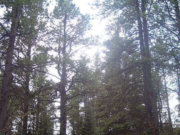 2nd image of Cinquefoil Ln Lot A-1