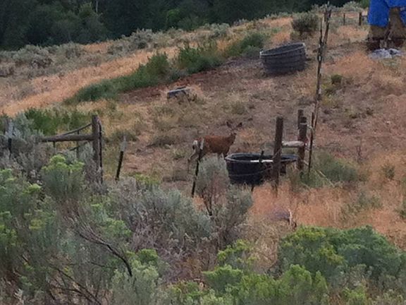 A visitor to the pasture
