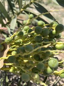 44550 Doctrine Rd, Newberry Springs, CA, 92365