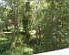 Forested Backyard