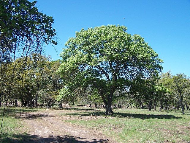1st image of 15278 W Us Highway 290