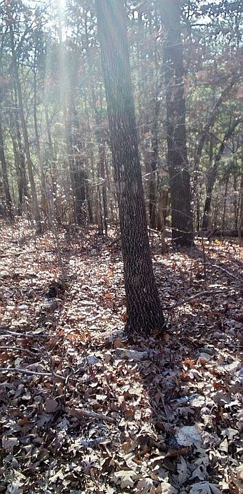 1st image of 34 Fawn