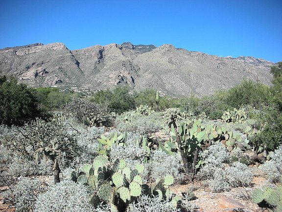 5th image of 5411 E Camino Bosque