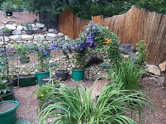 Clematis garden