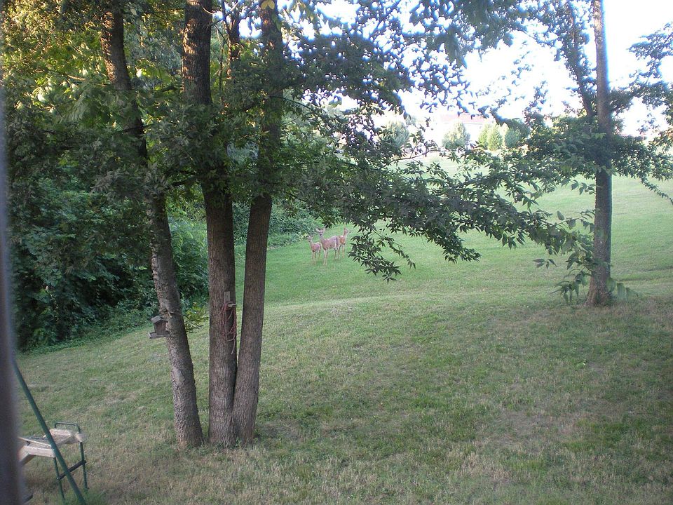 View of park area/forest from back deck.