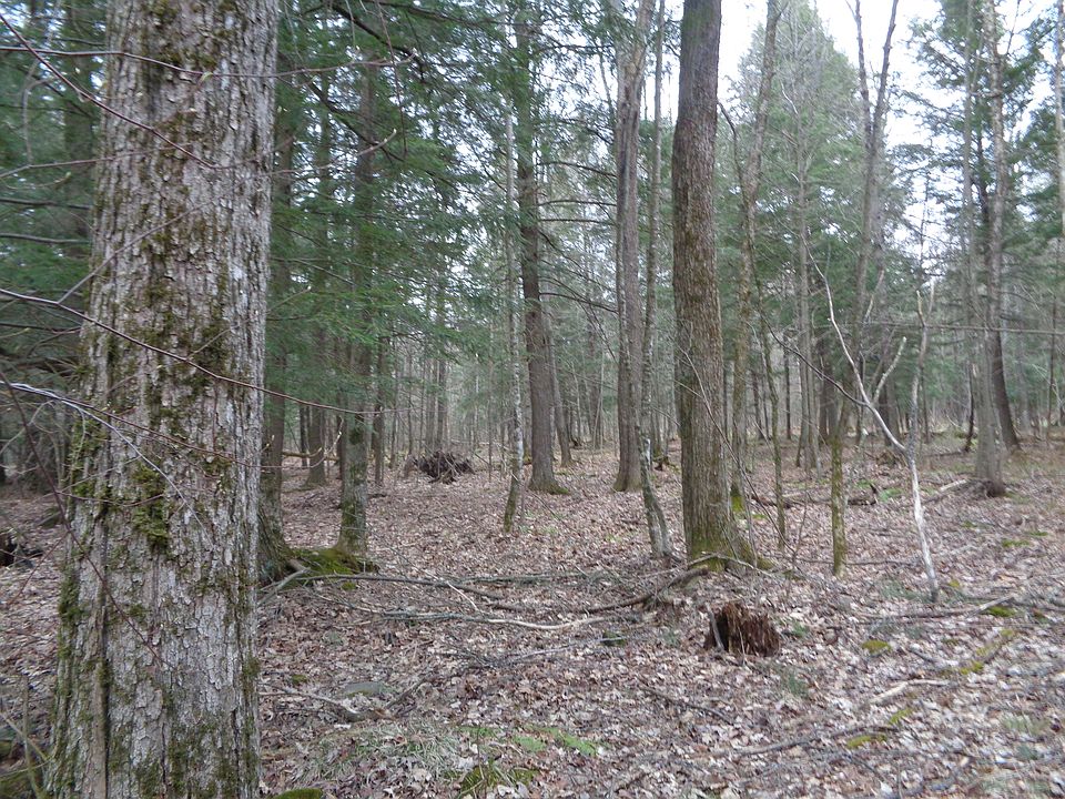 NICELY WOODED 40 ACRES