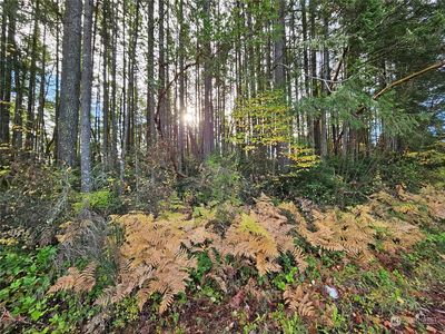0 NE Larson Lake Road, Belfair, WA, 98528