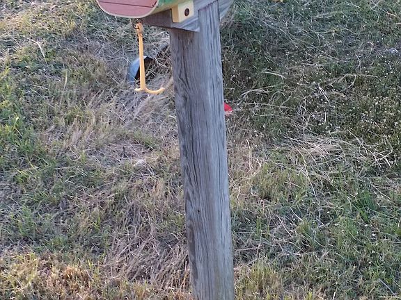 Fish Mailbox