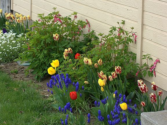 Front yard in spring