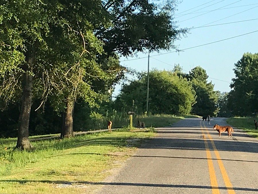2nd image of 272 County Road 39